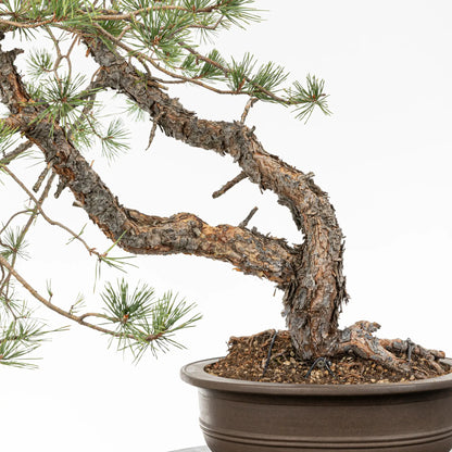 Detalle de base y troncos de pino silvestris