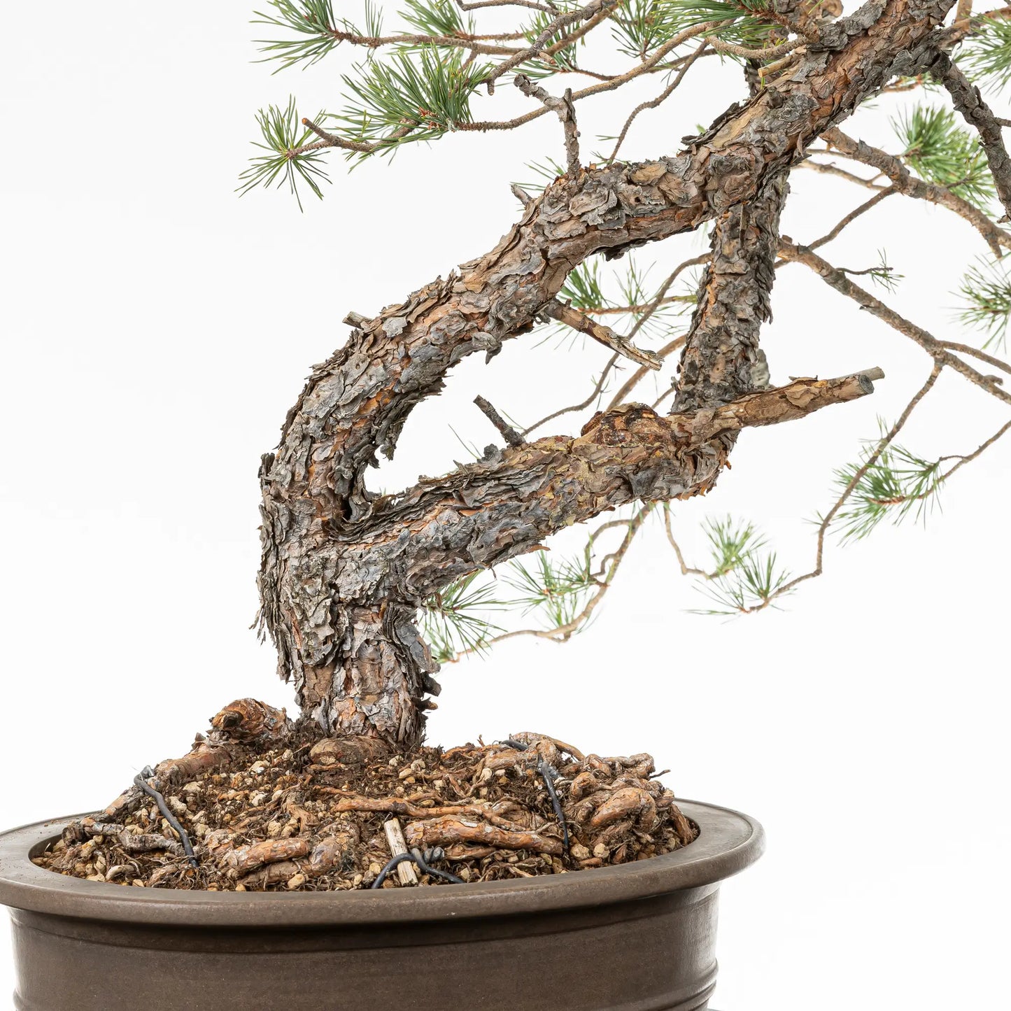 Detalle de nebari de tronco y ramas de bonsai yamadori de pino silvestris