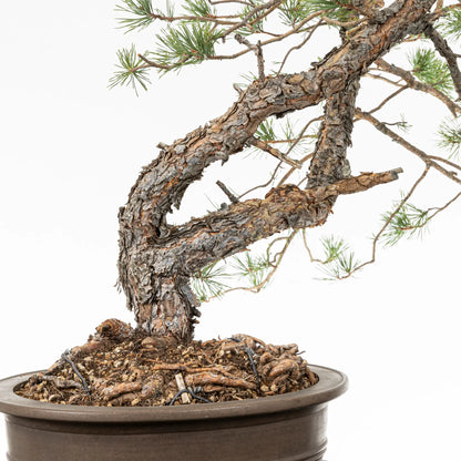 Detalle de nebari de tronco y ramas de bonsai yamadori de pino silvestris