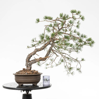 Comparativa de tamaño de bonsai yamadori de pino silvestre con una taza de café de la tienda de ikigai bonsai.
