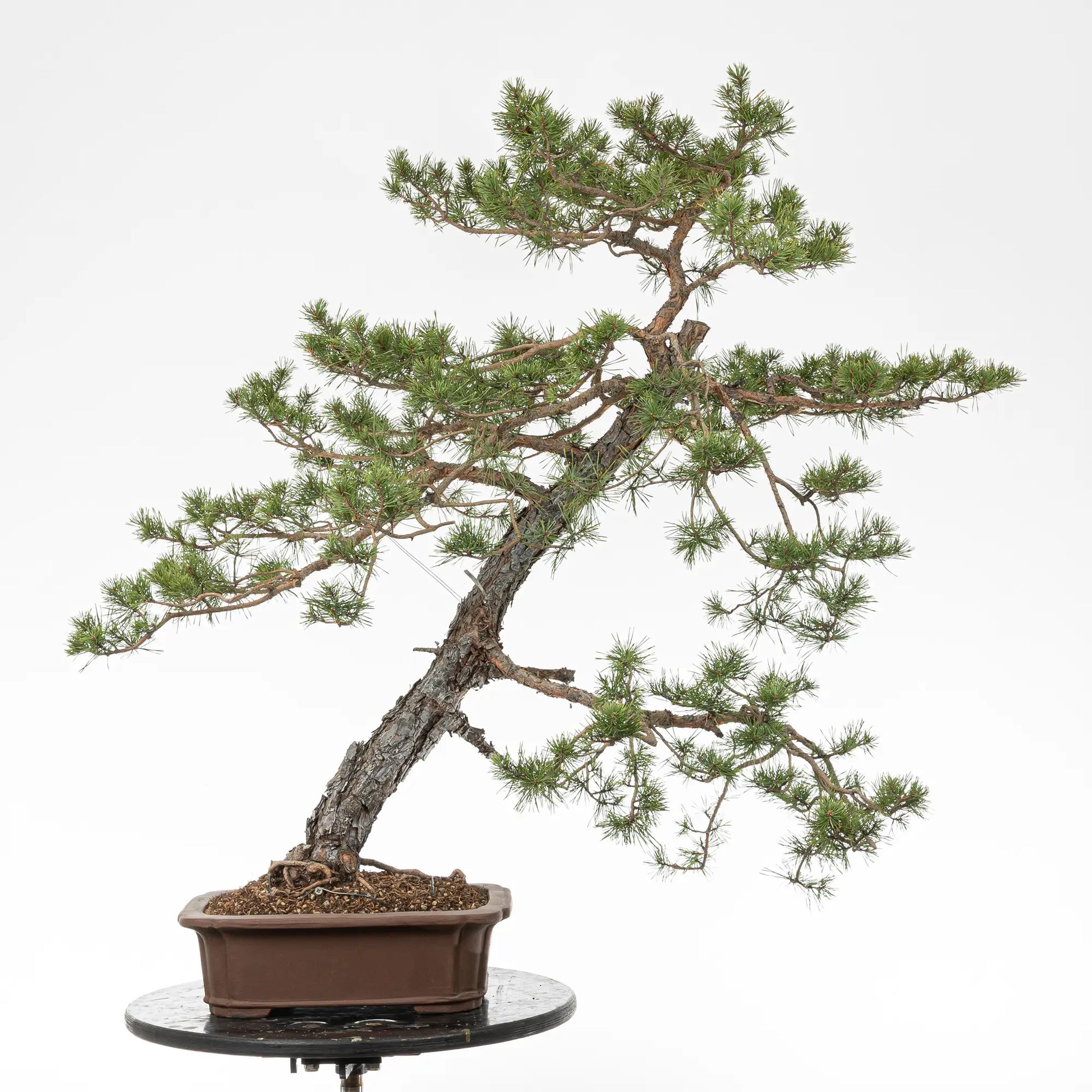 Bonsai yamadori de pinus sylvestris estilo moyogi y tamaño dai.