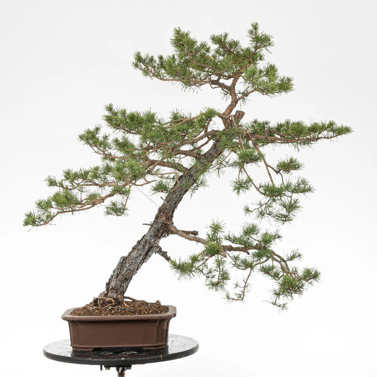 Bonsai yamadori de pinus sylvestris estilo moyogi y tamaño dai.