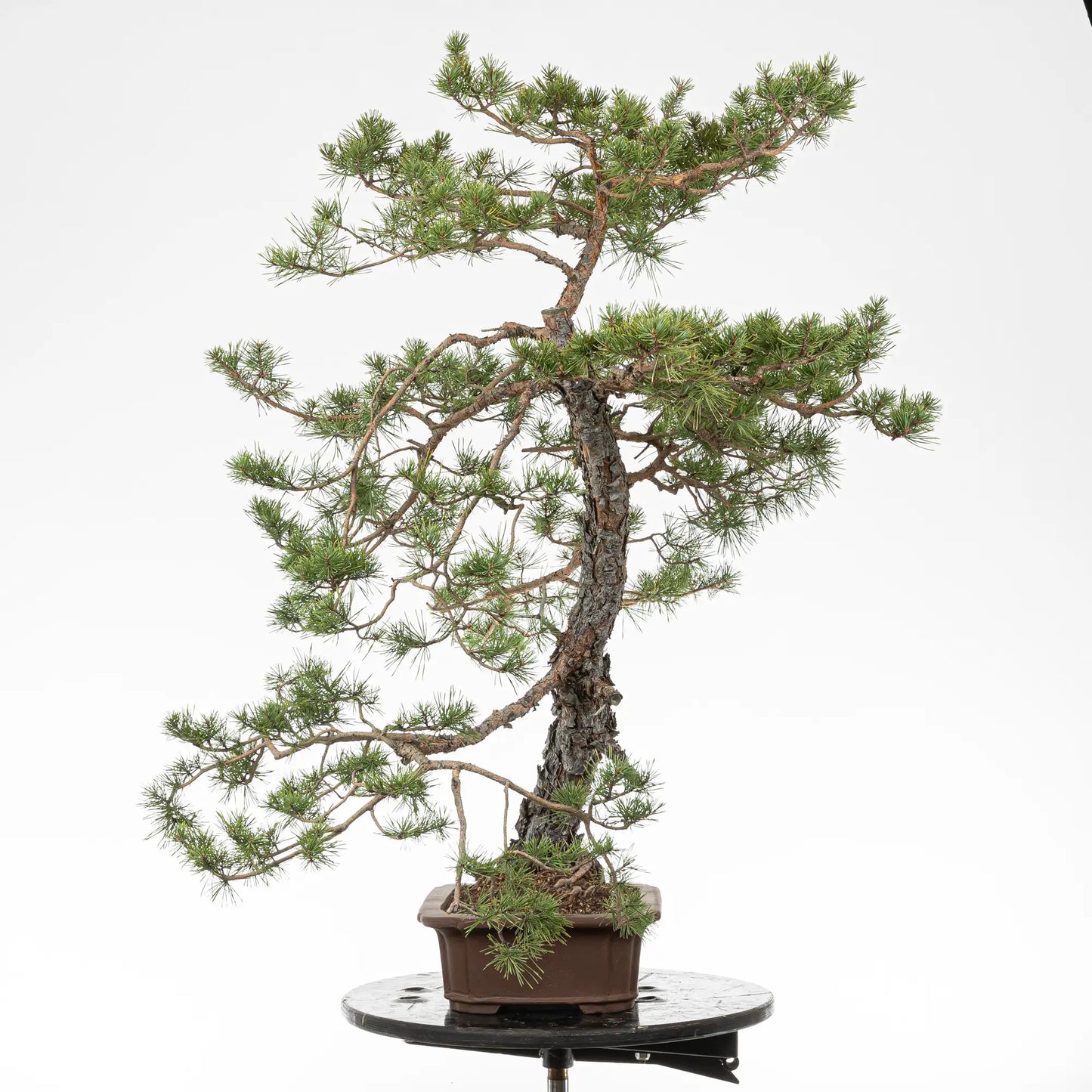 Cara izquierda de bonsai de pino silvestris