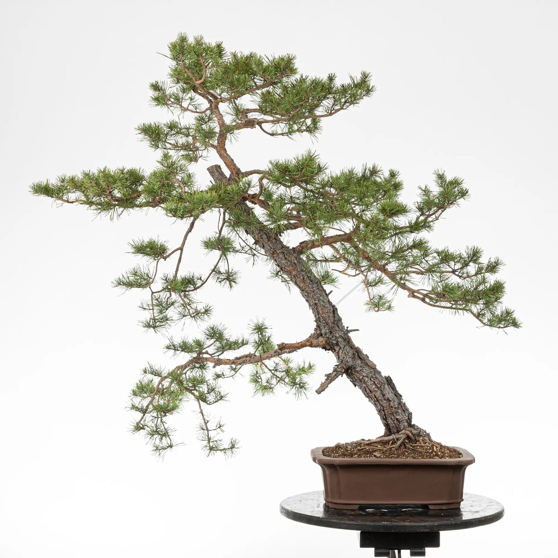 Cara trasera de bonsai de pinus silvestris
