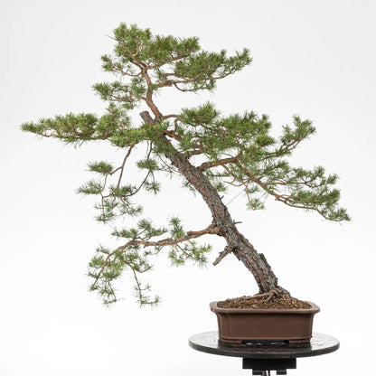 Cara trasera de bonsai de pinus silvestris
