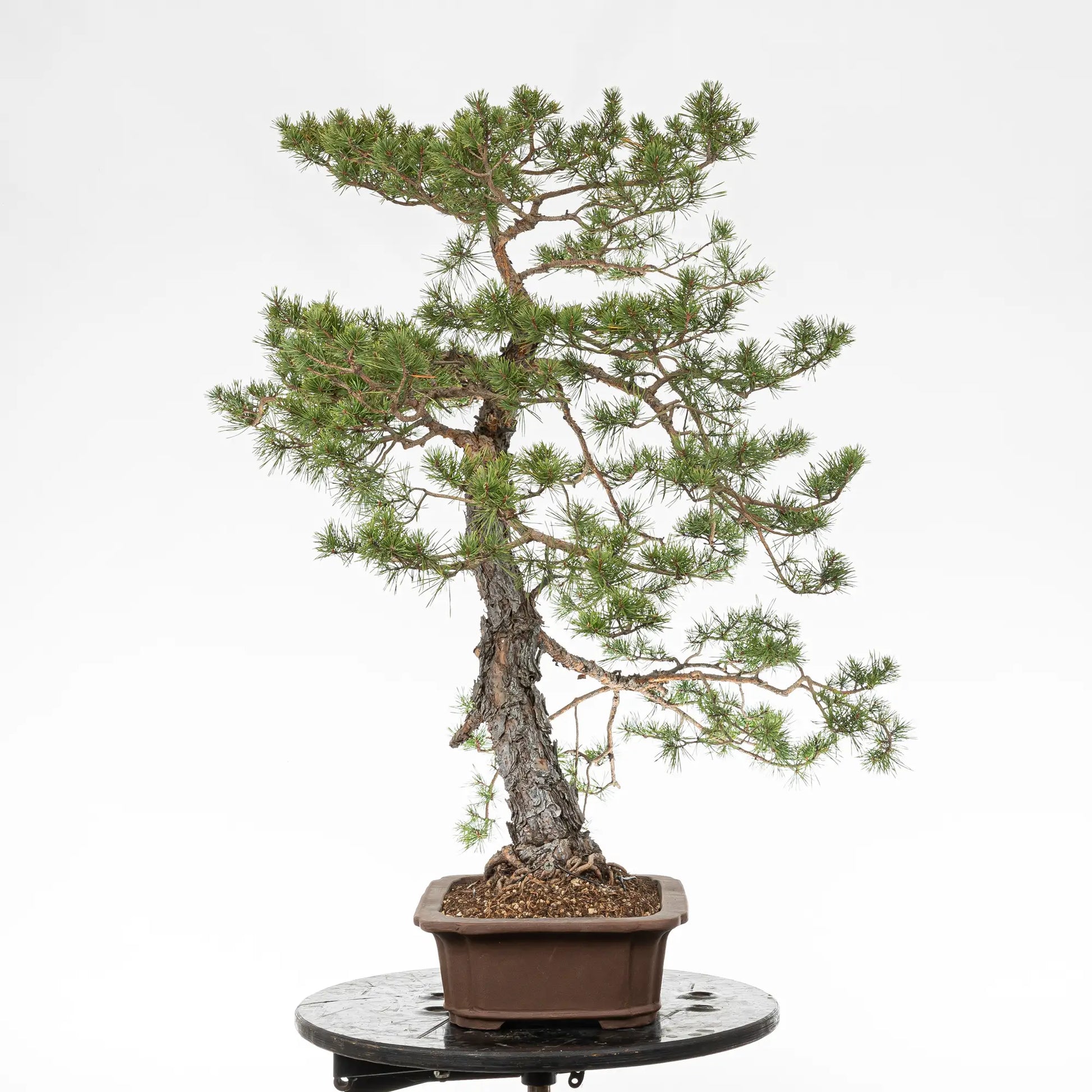 Cara izquierda de bonsai de pinus sylvestris