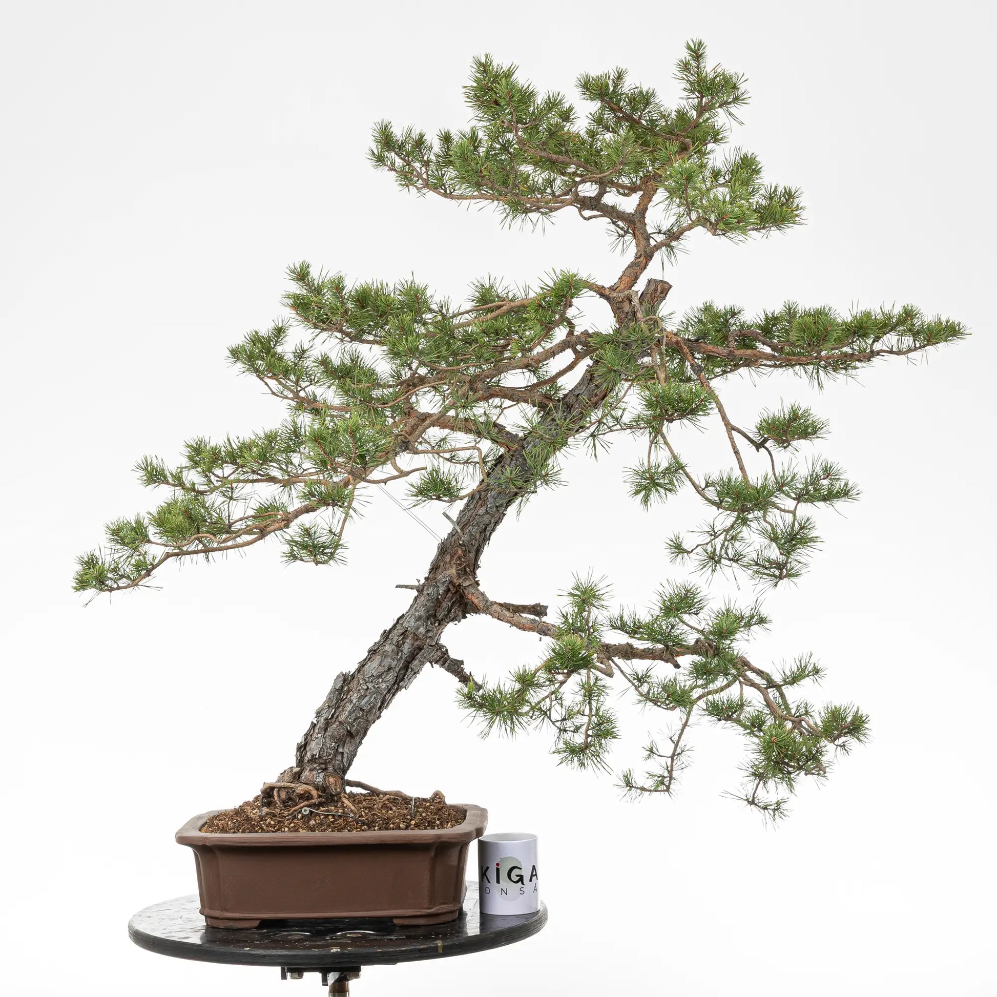 Comparativa de tamaño de un bonsai de pinus sylvestris con una taza de café de latienda ikigai bonsai.