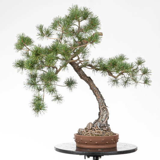 Bonsai yamadori de pino silvestris en estilo bunjin y tamaño dai, con una maceta yixing de tipo tambor
