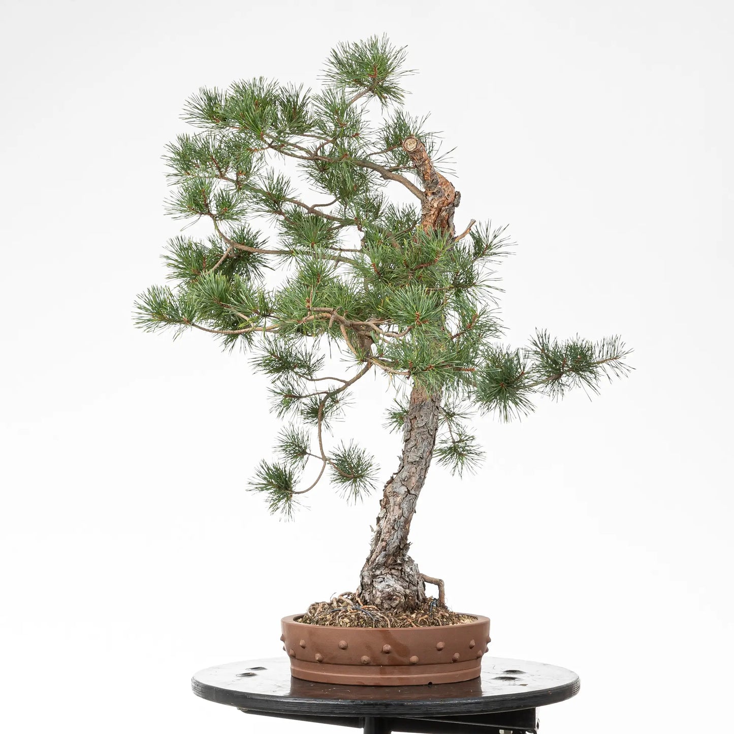 Cara derecha de bonsai de pino silvestre