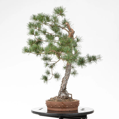 Cara derecha de bonsai de pino silvestre