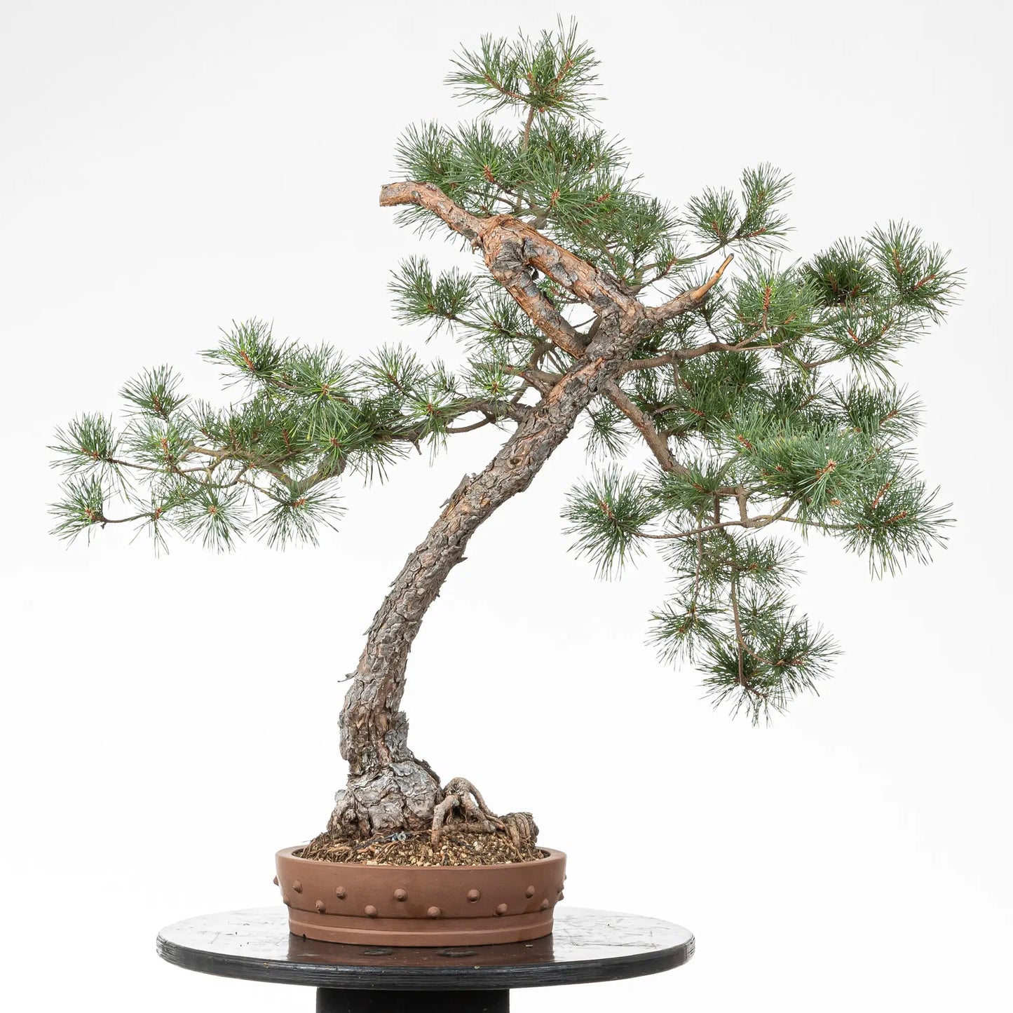 Cara trasera de bonsai de pino silvestre