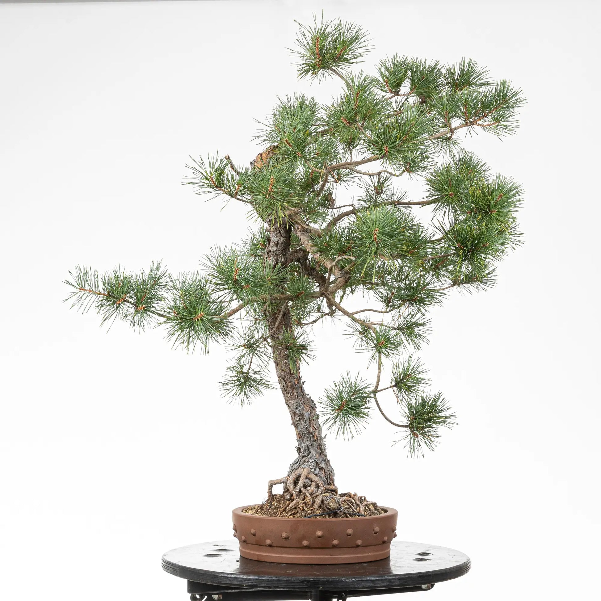 Cara izquierda de bonsai de pino silvestre