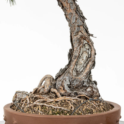 Detalle de nebari y shari de bonsai de pino silvestre
