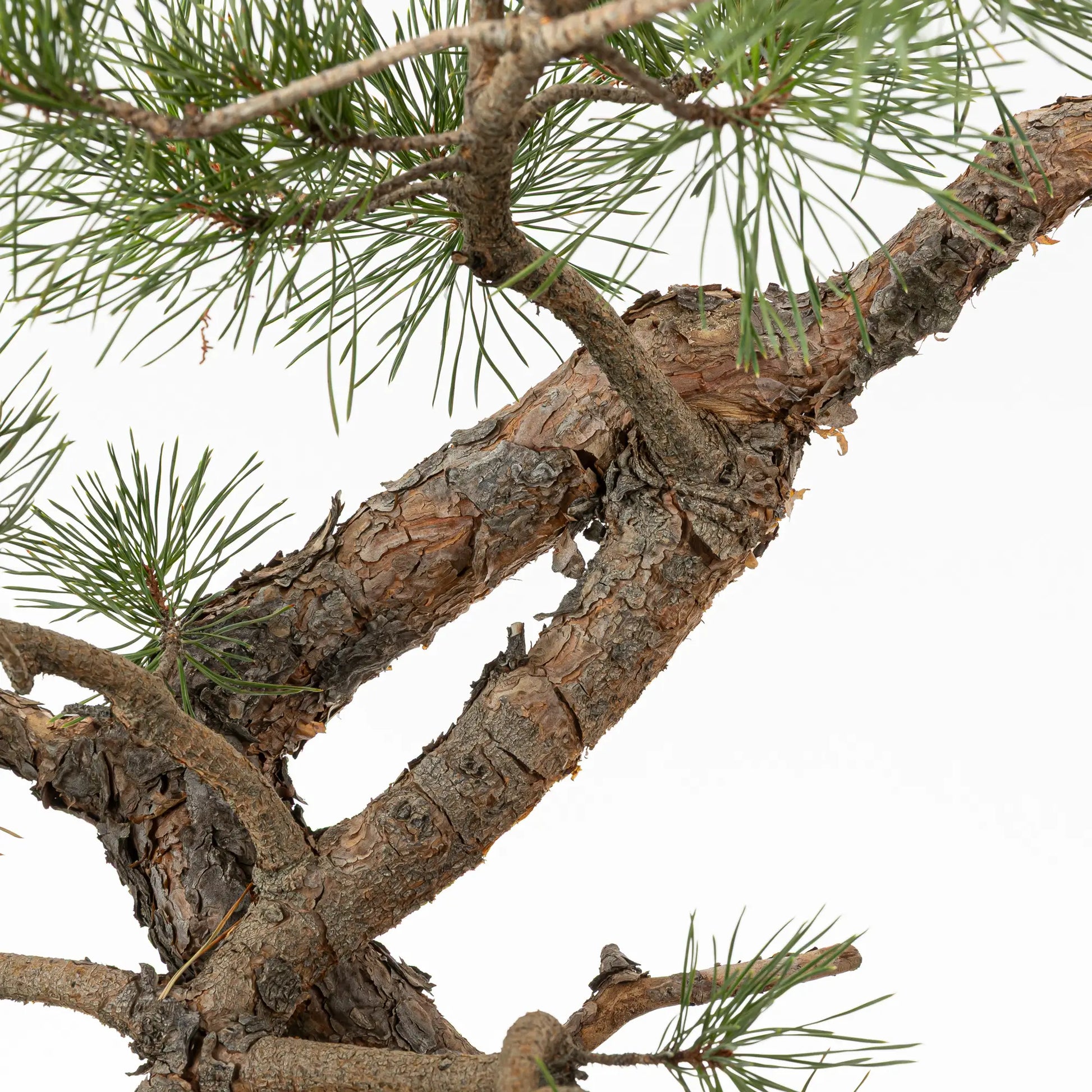 Detalle de codo de pino silvestre