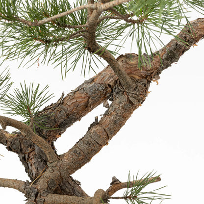 Detalle de codo de pino silvestre