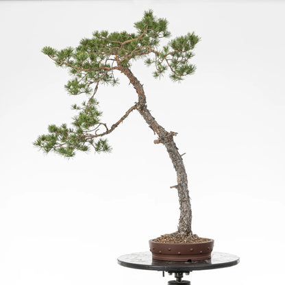 Bonsai yamadori de pinus sylvestris de estilo bunjin y tamaño dai