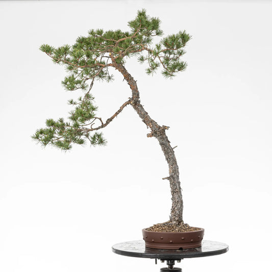 Bonsai yamadori de pinus sylvestris de estilo bunjin y tamaño dai