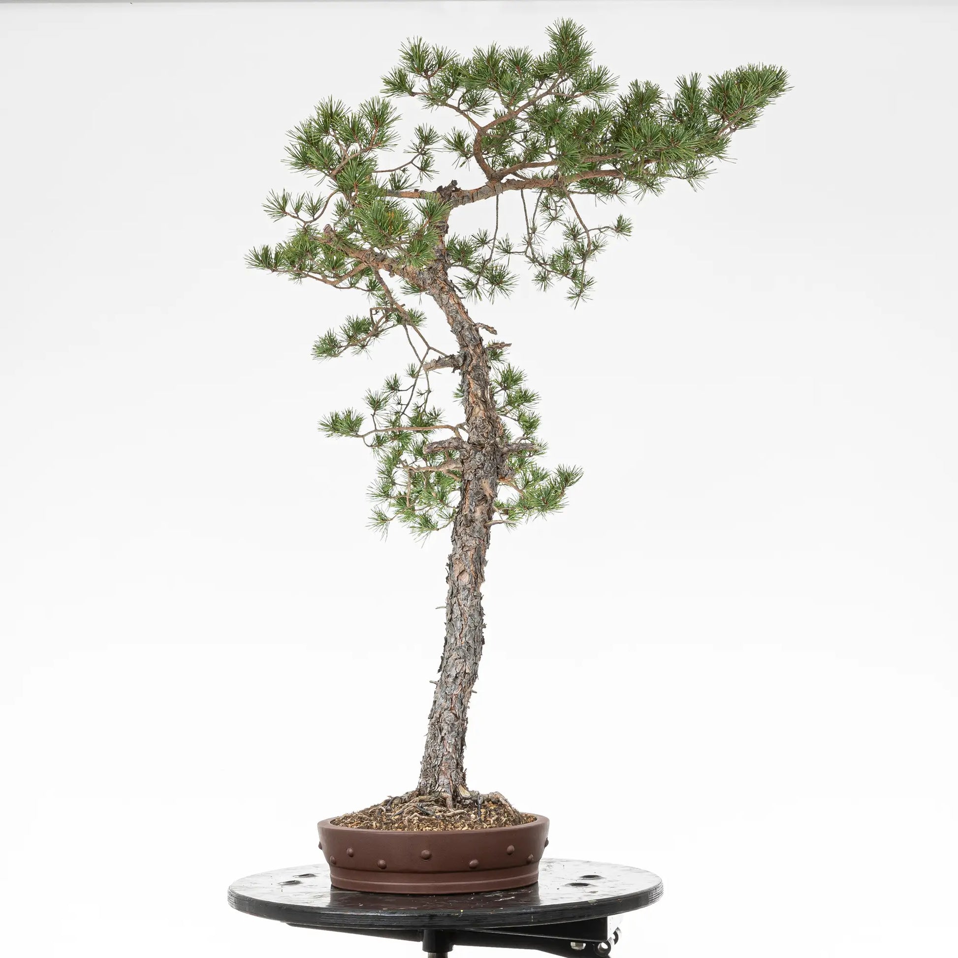 Cara derecha de bonsai yamadori de pinus sylvestris