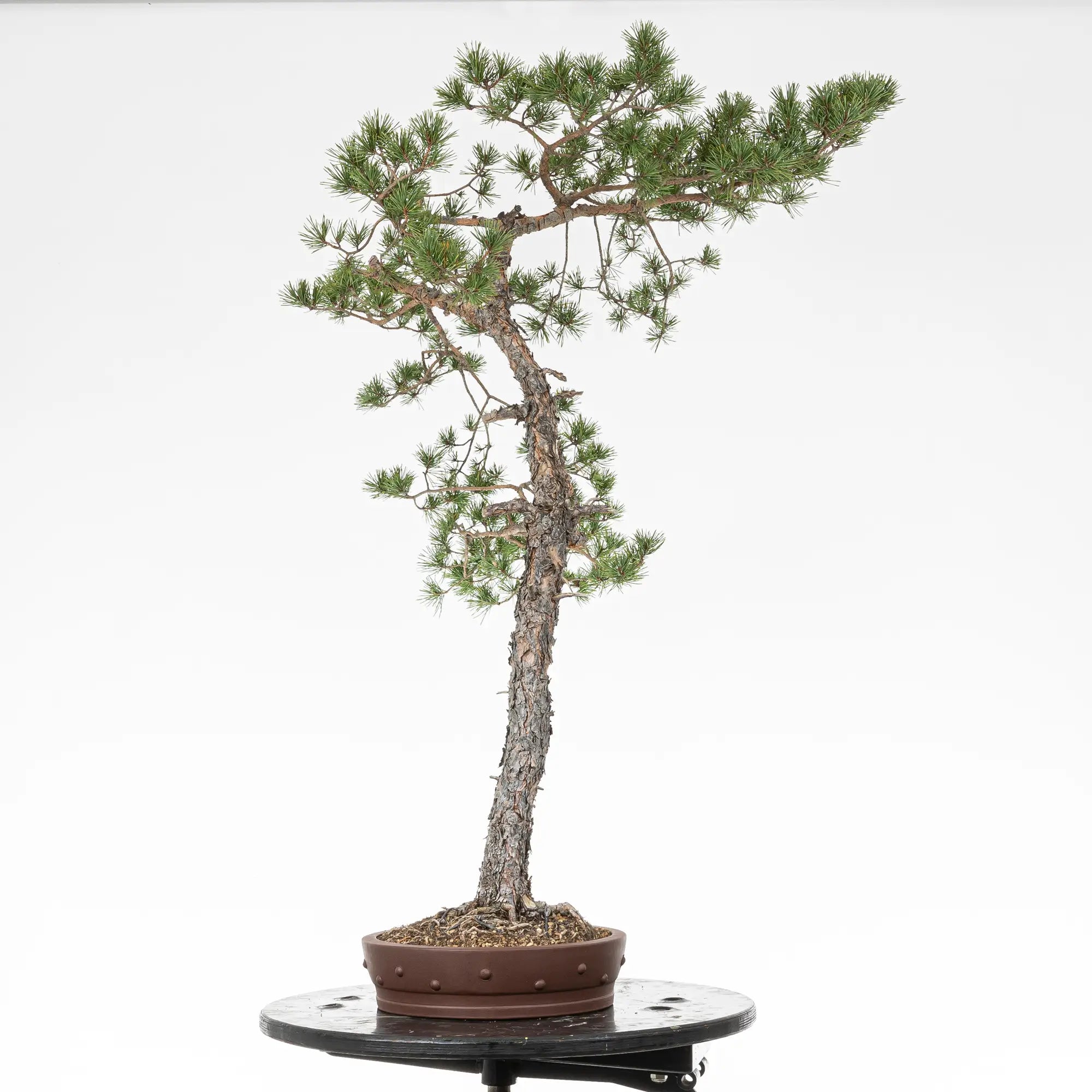 Cara derecha de bonsai yamadori de pinus sylvestris