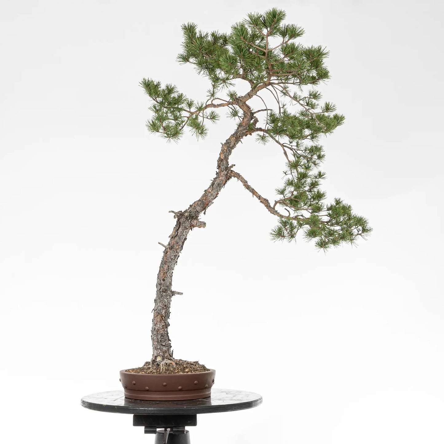 Cara trasera de bonsai yamadori de pinus sylvestris