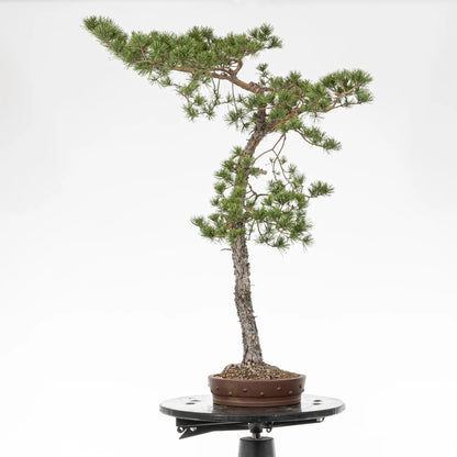 Cara izquierda de bonsai yamadori de pinus sylvestris