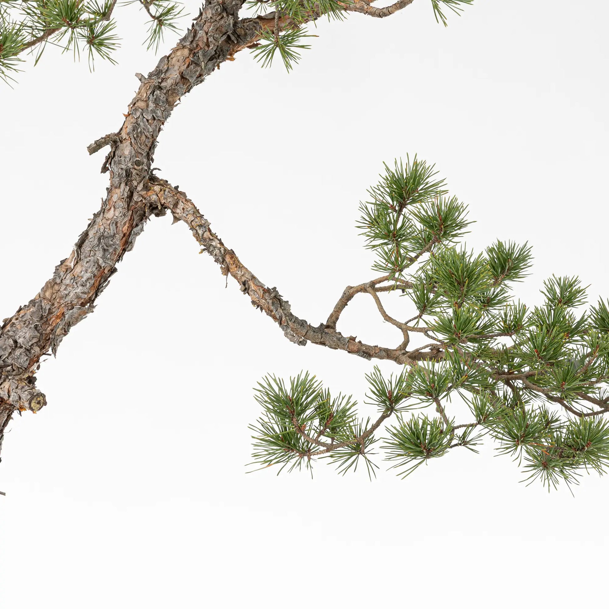 Detalle de rama principal de bonsai yamadori de pinus sylvestris