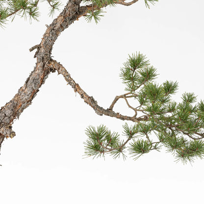 Detalle de rama principal de bonsai yamadori de pinus sylvestris