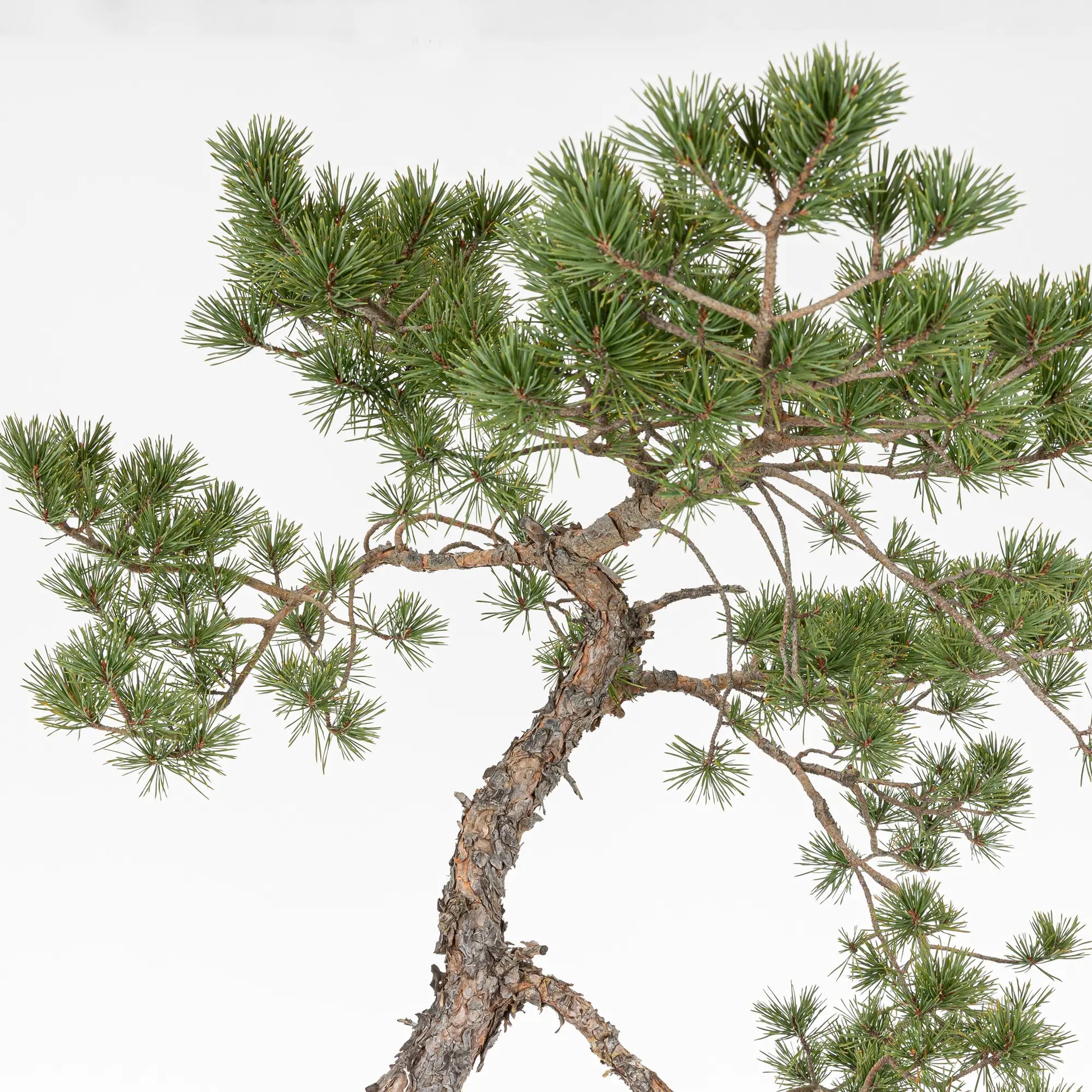 Detalle de apice de bonsai yamadori de pinus sylvestris