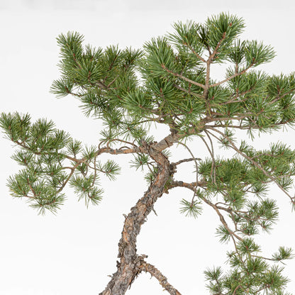 Detalle de apice de bonsai yamadori de pinus sylvestris