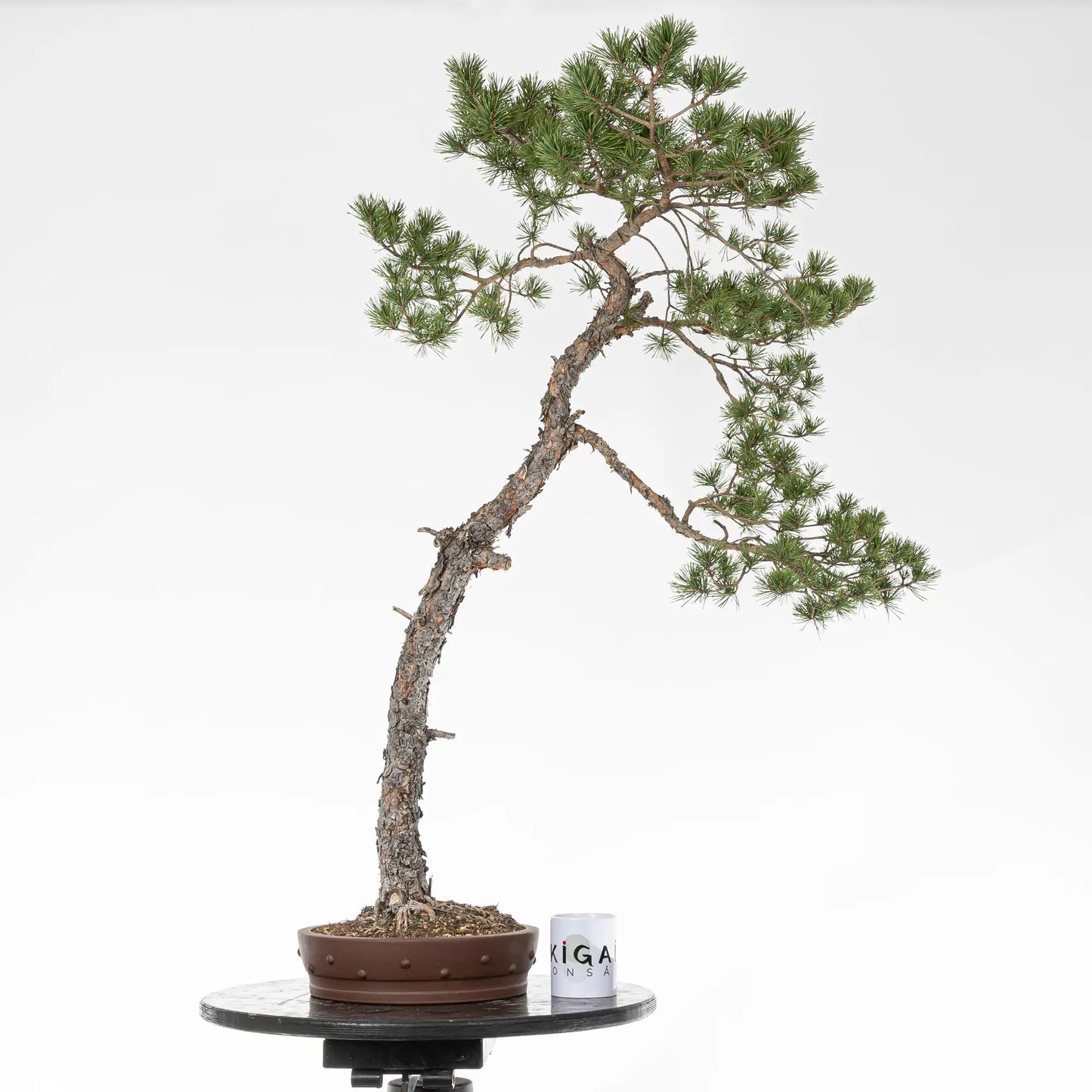 Comparativa de tamaño de bonsai yamadori de pinus sylvestris con una taza de café de la tienda ikigai bonsai
