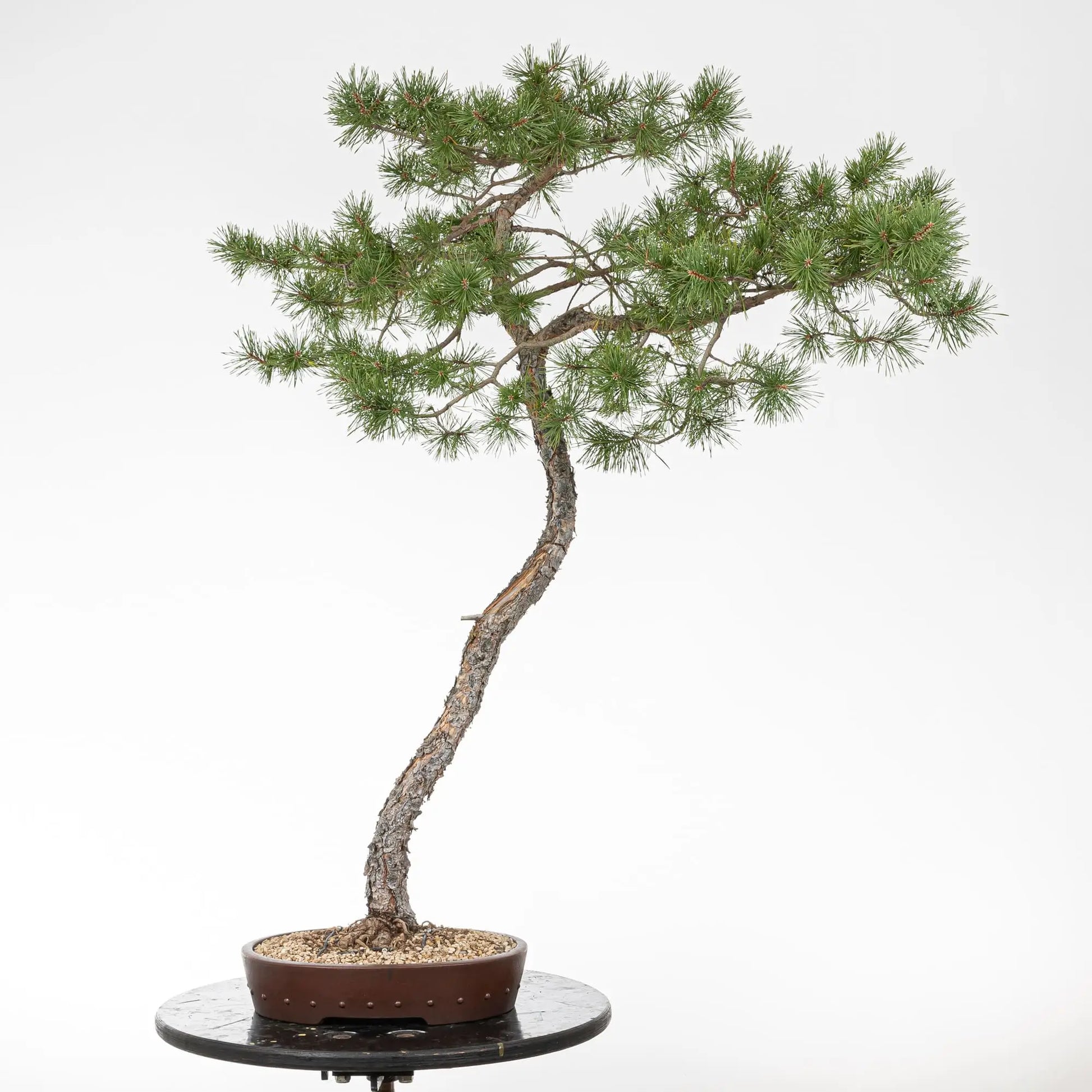 Bonsai yamadori de pino silvestre en estilo bunjin y tamaño dai
