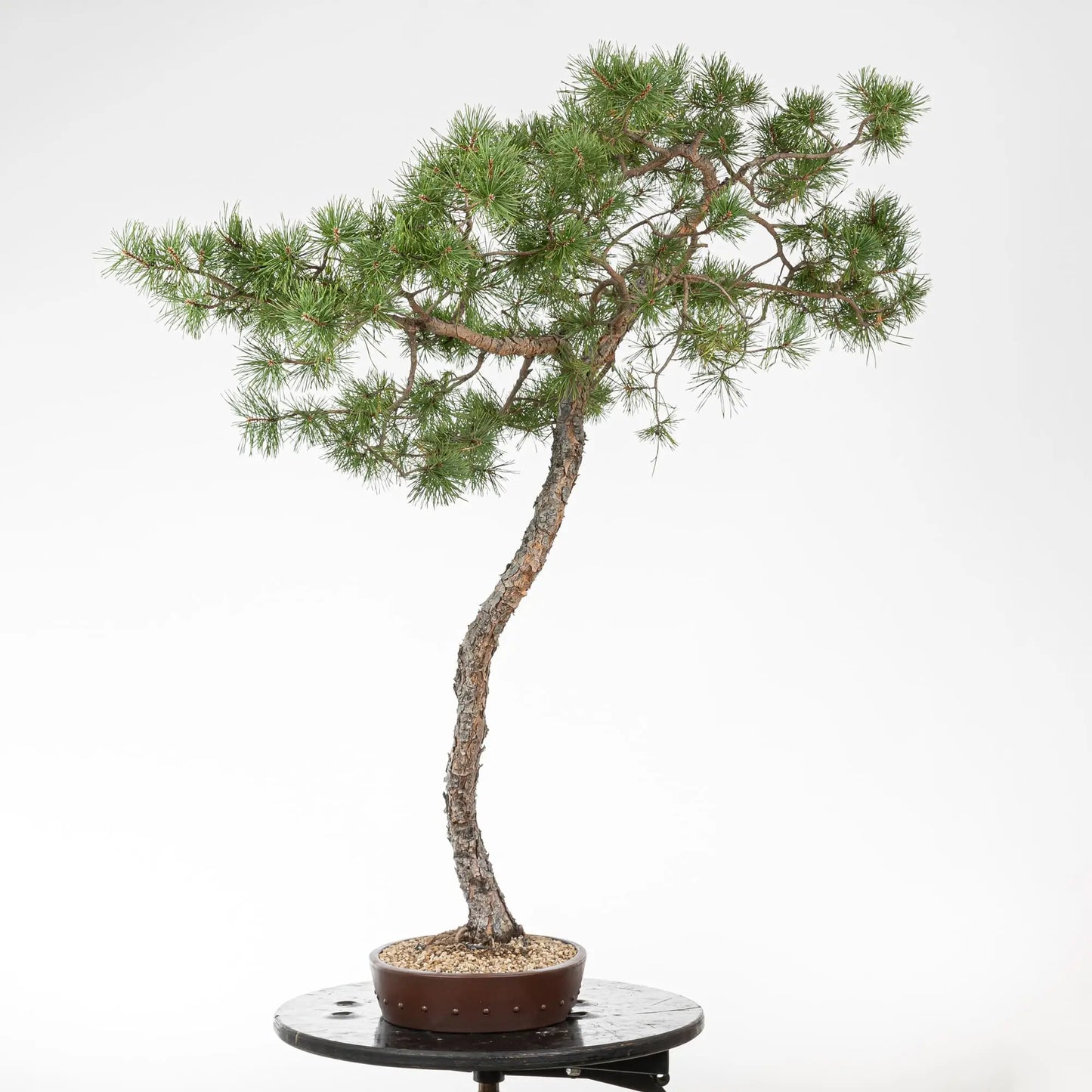 Cara derecha de bonsai de pino silvestris
