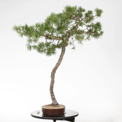 Cara derecha de bonsai de pino silvestris