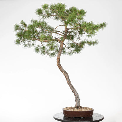 Cara trasera de bonsai de pino silvestris