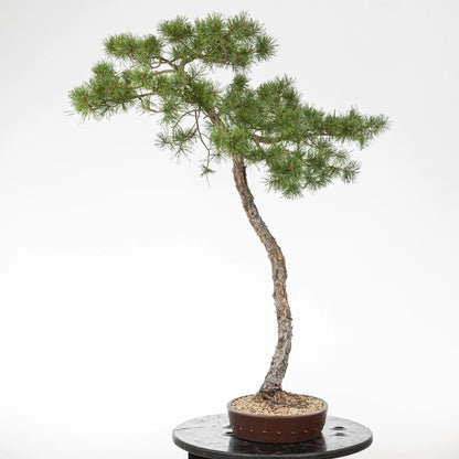 Cara izquierda de bonsai de pino silvestris