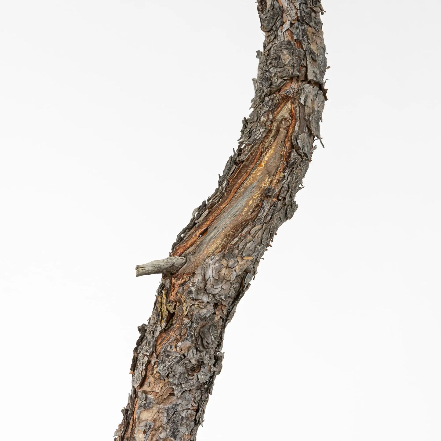 Detalle de jin en tronco de pino silvestris