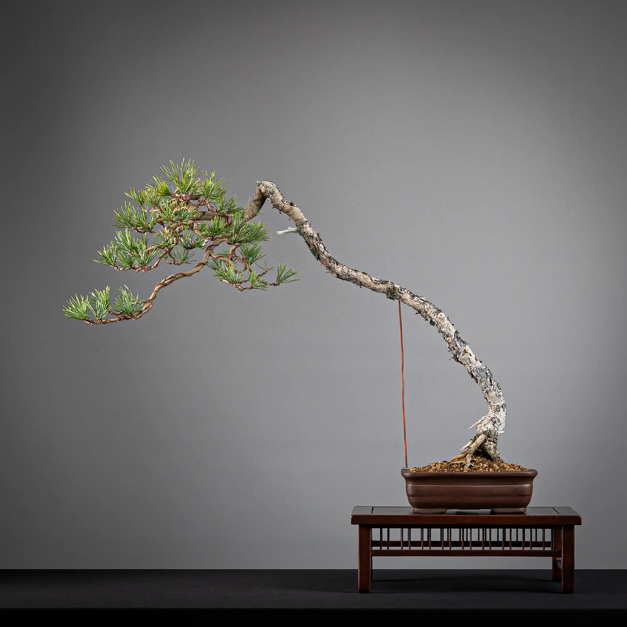 PINUS SYLVESTRIS