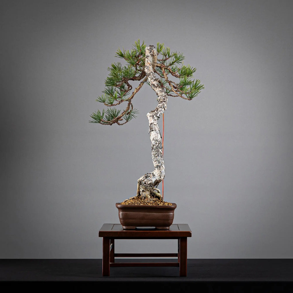 PINUS SYLVESTRIS