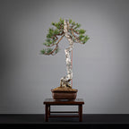 PINUS SYLVESTRIS