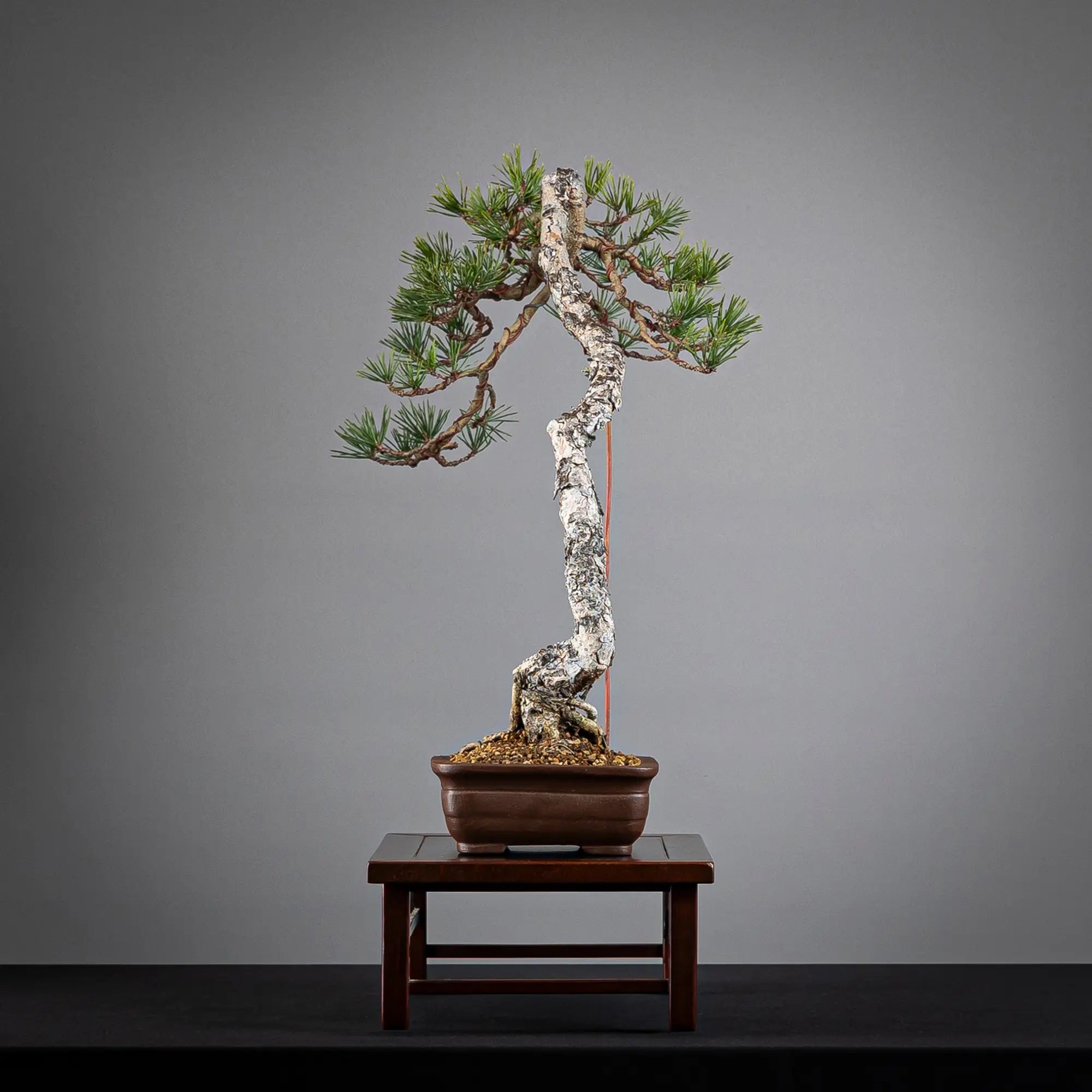 PINUS SYLVESTRIS