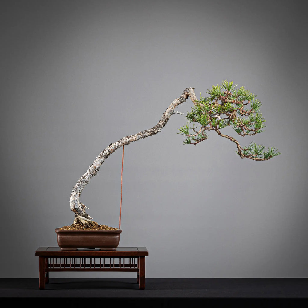 PINUS SYLVESTRIS