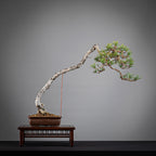 PINUS SYLVESTRIS