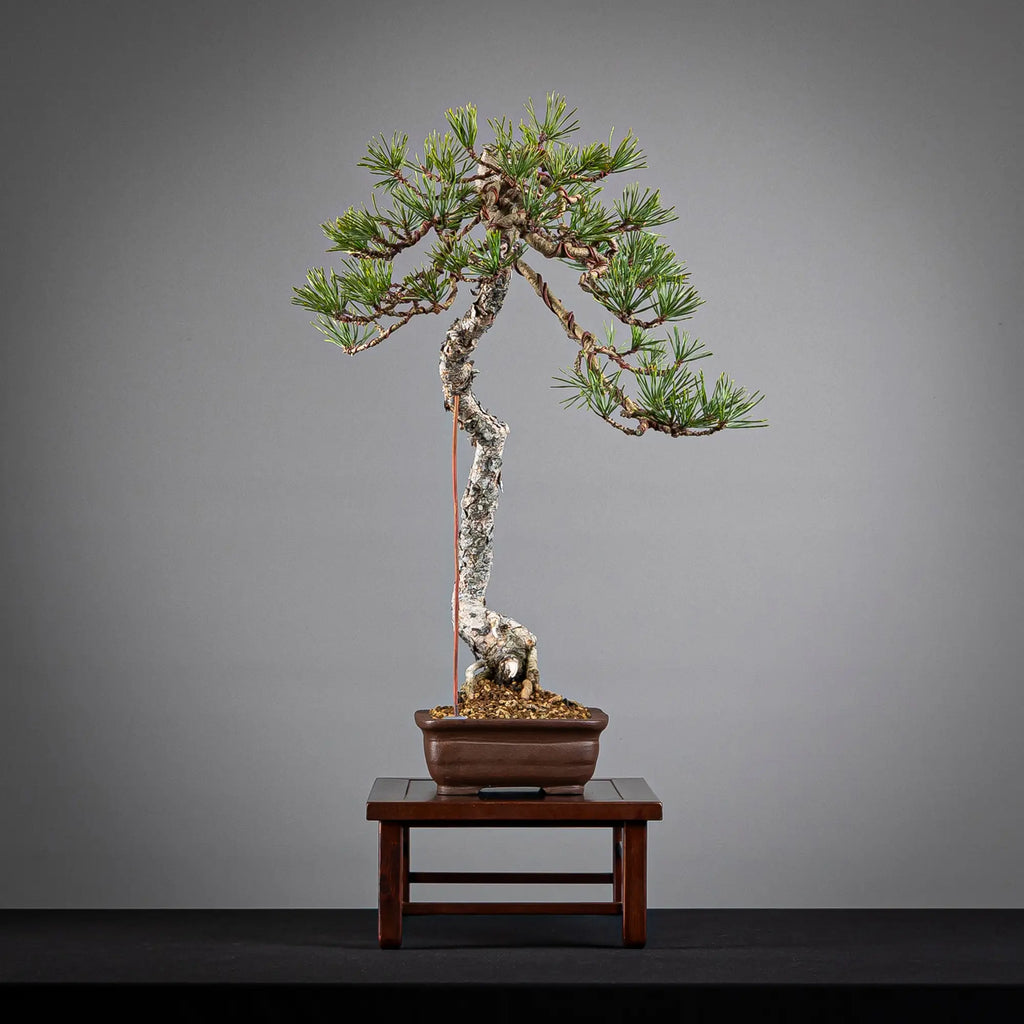 PINUS SYLVESTRIS