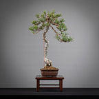 PINUS SYLVESTRIS