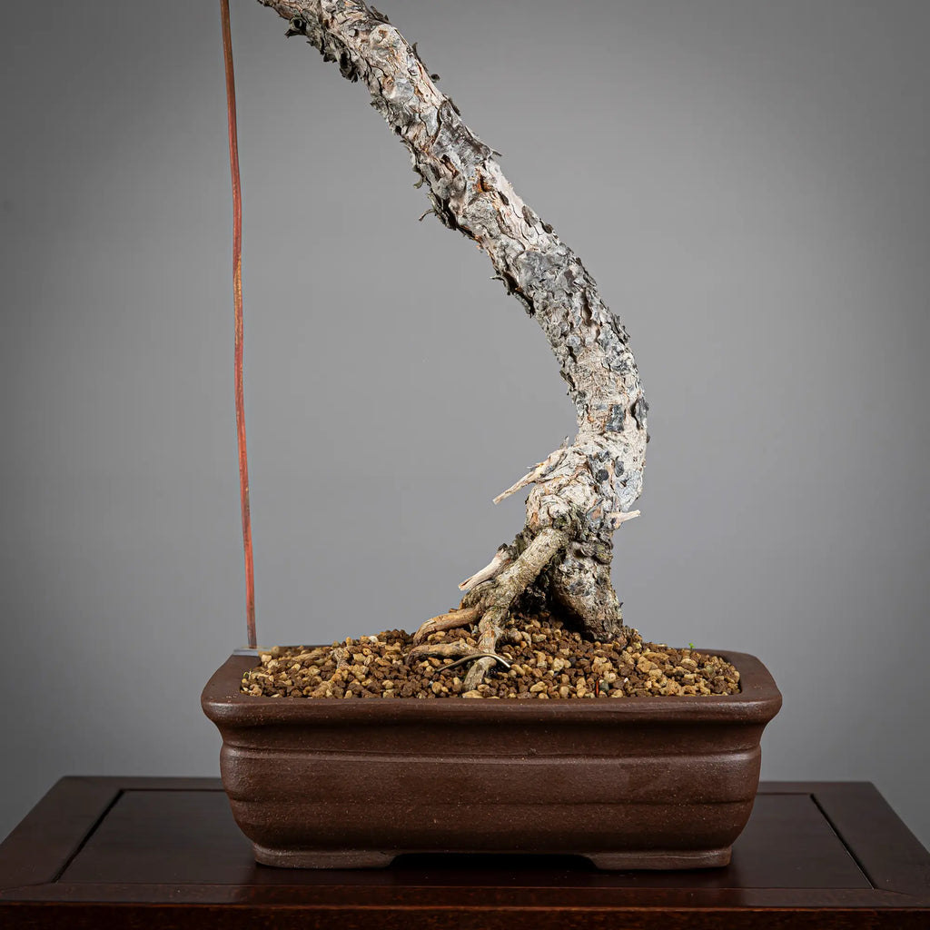 PINUS SYLVESTRIS