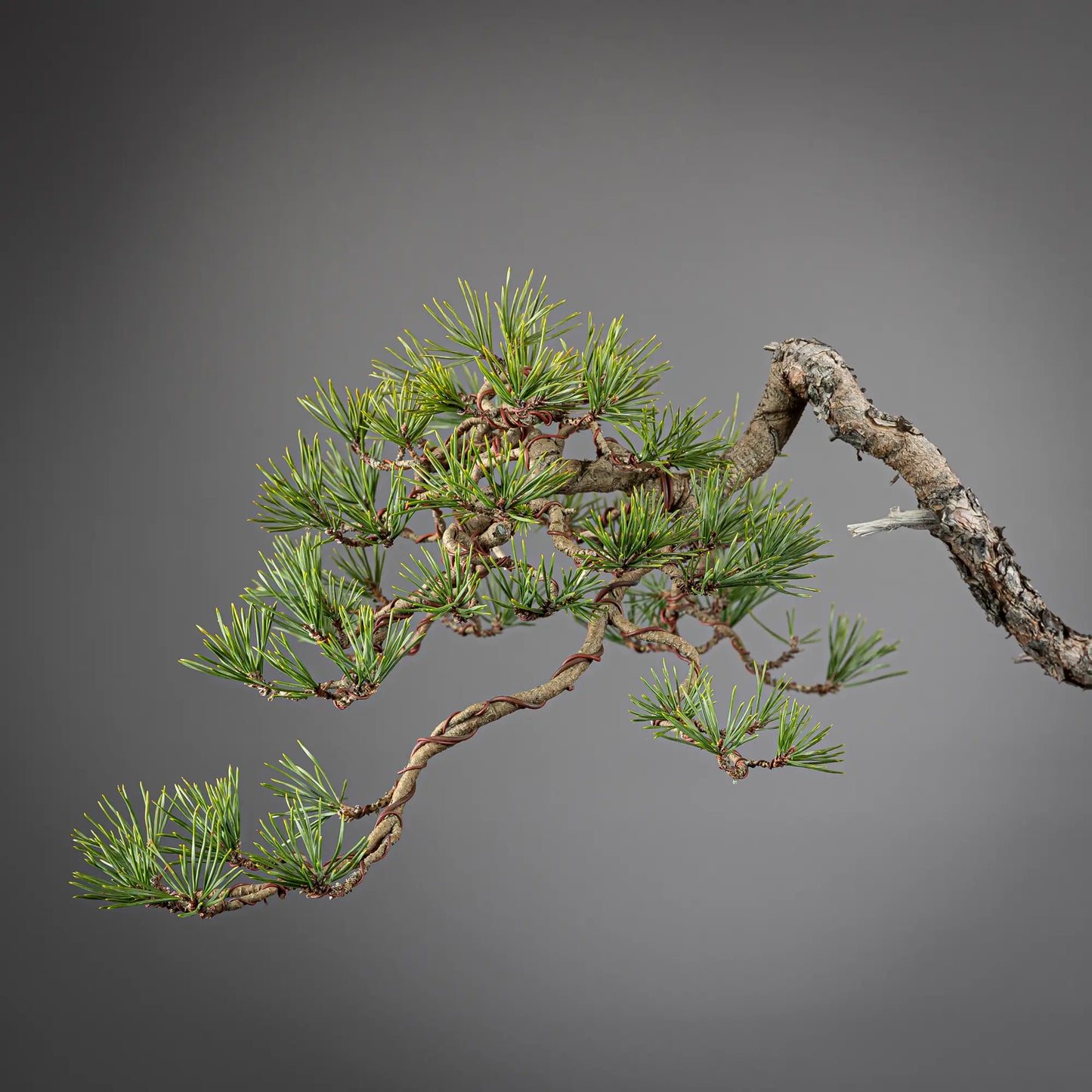 PINUS SYLVESTRIS