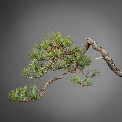 PINUS SYLVESTRIS