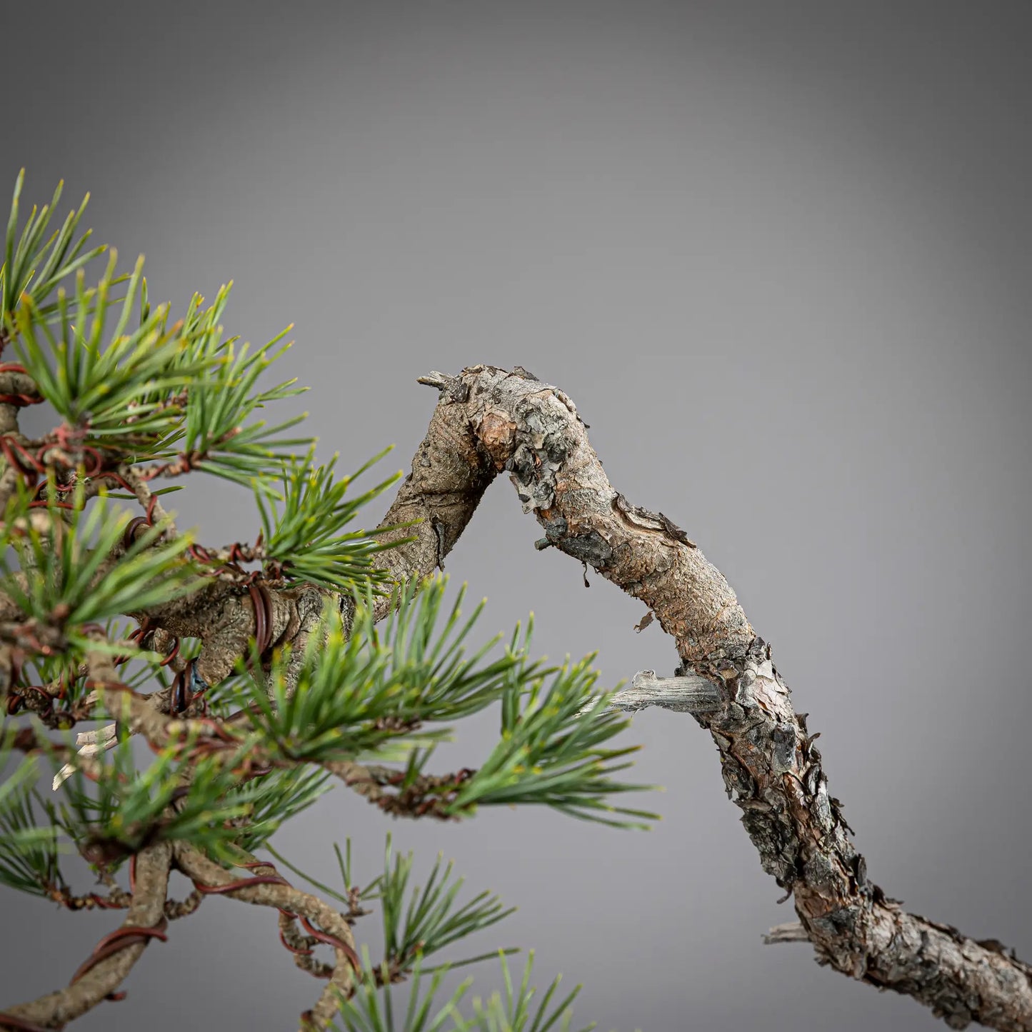 PINUS SYLVESTRIS