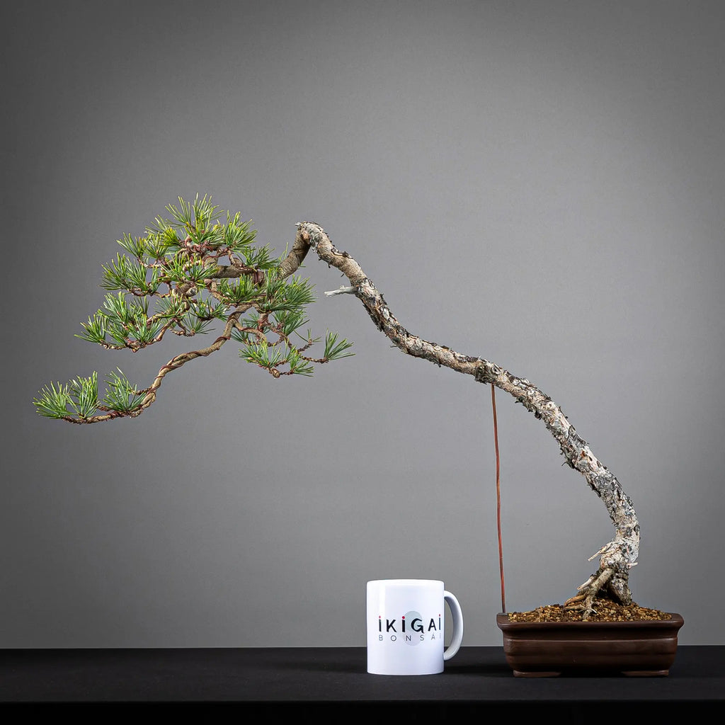 PINUS SYLVESTRIS
