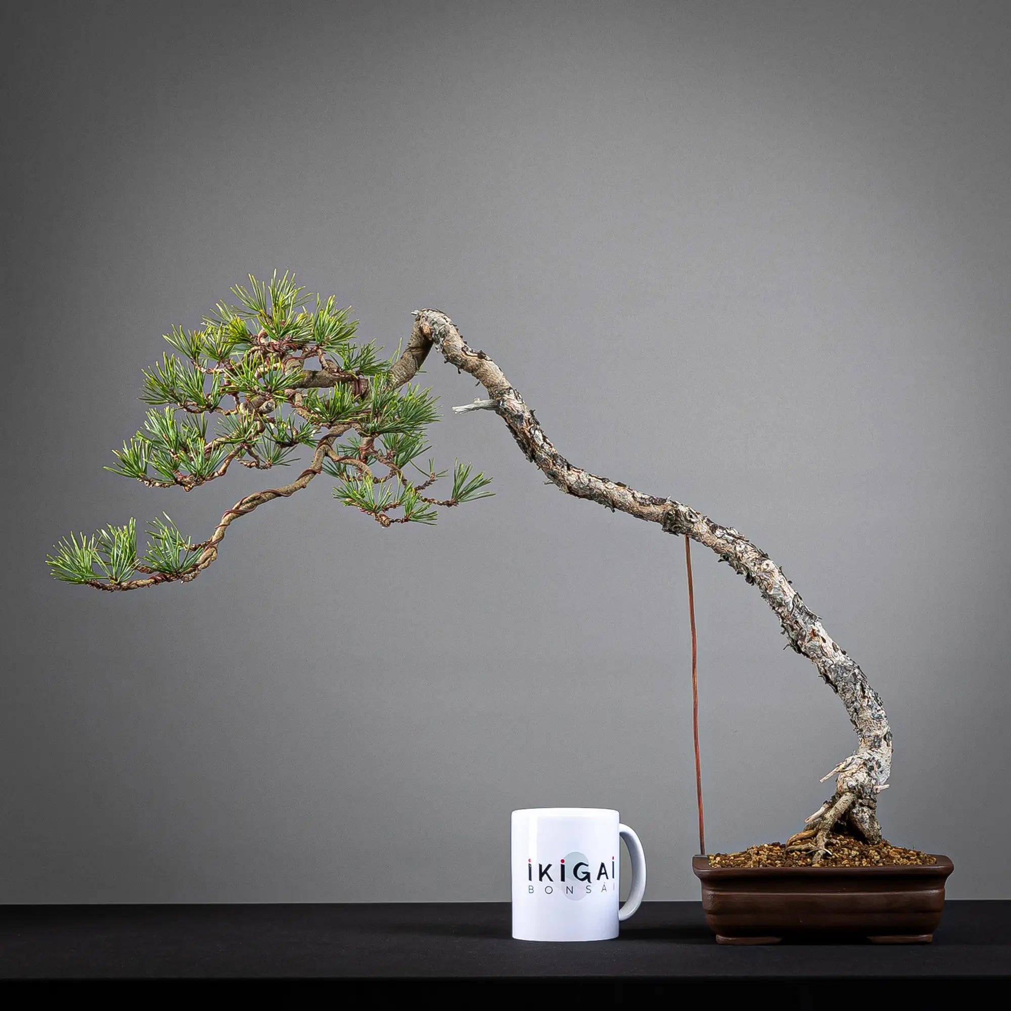 PINUS SYLVESTRIS